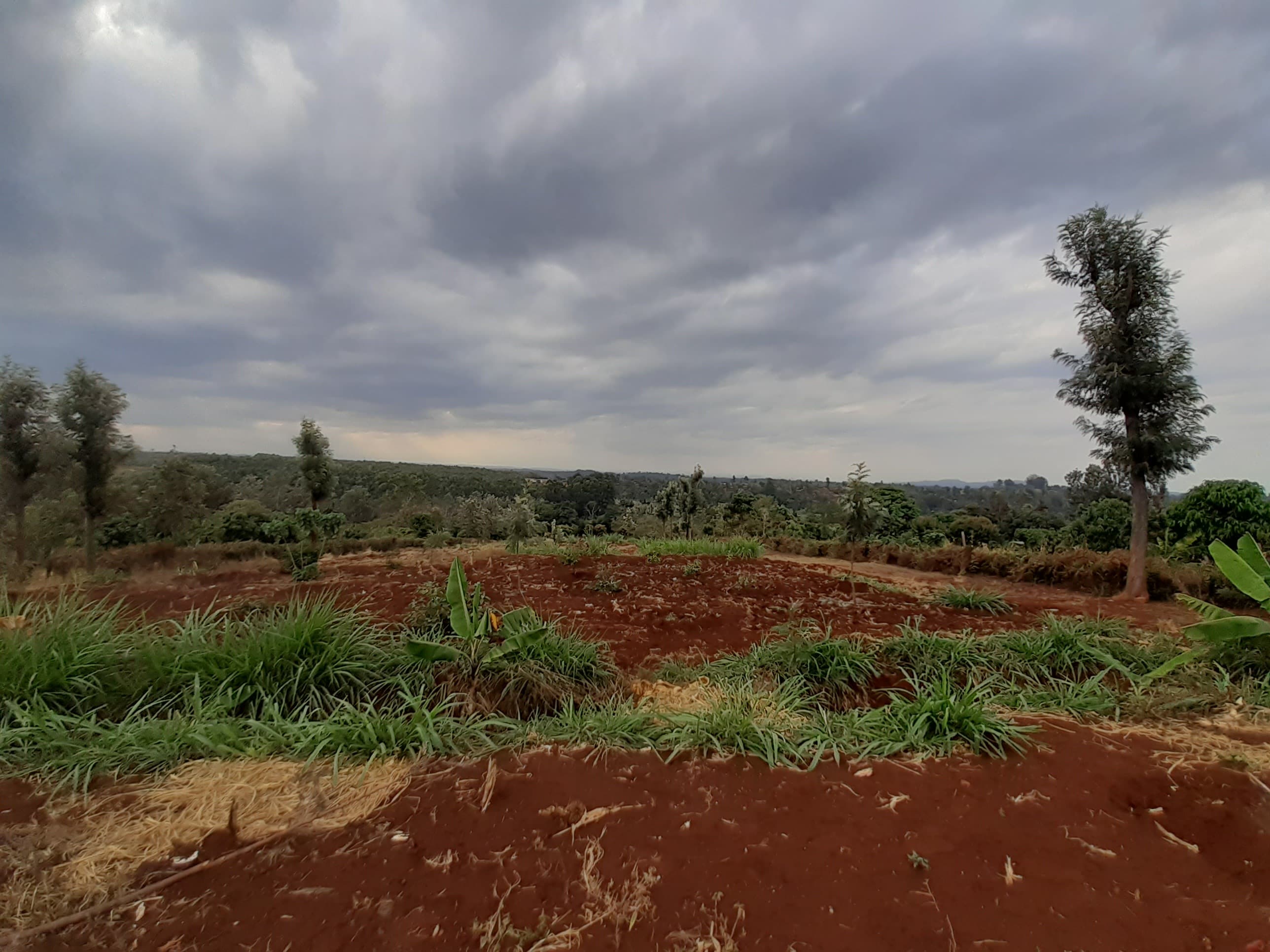 Bare farm cleared for firewood used domestically mainly for cooking