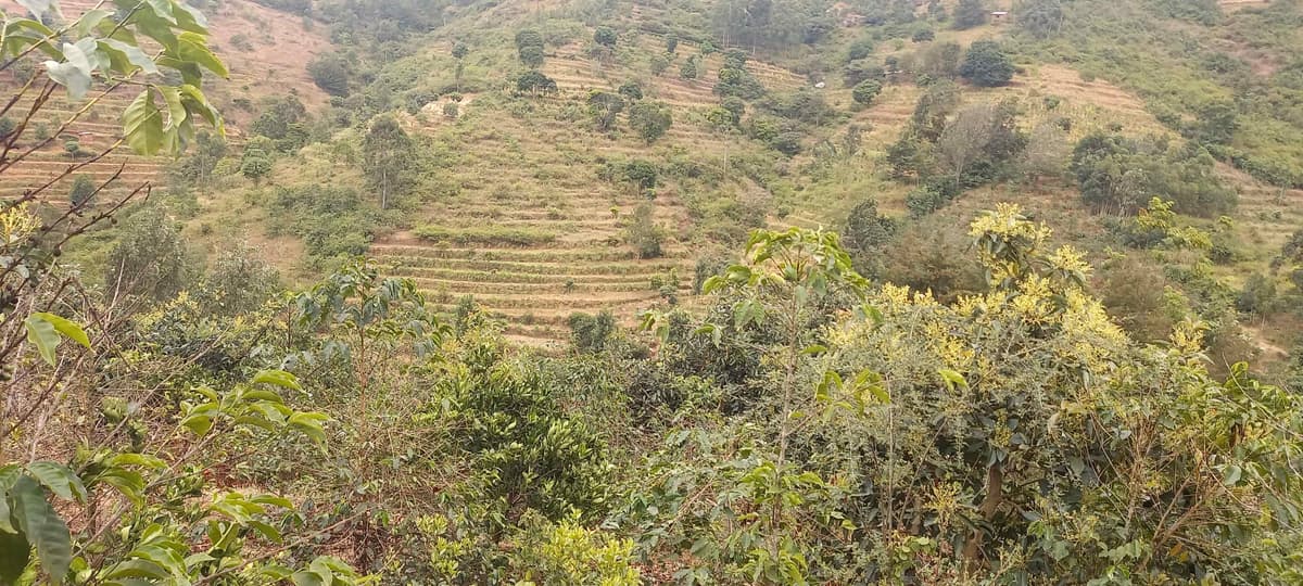 A view of Kangundo’s landscape in a high-altitude area