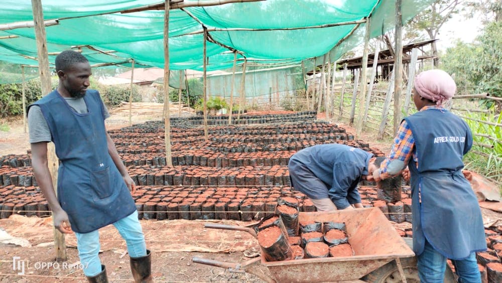 Some of our staff working on the nursery in the bagging stage