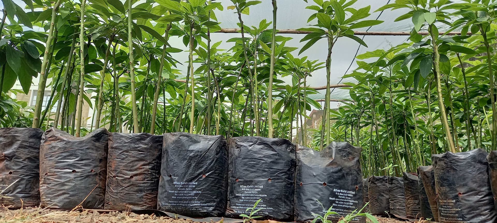 Our Nursery with a holding capacity of approx. 50,000 Avocado seedlings