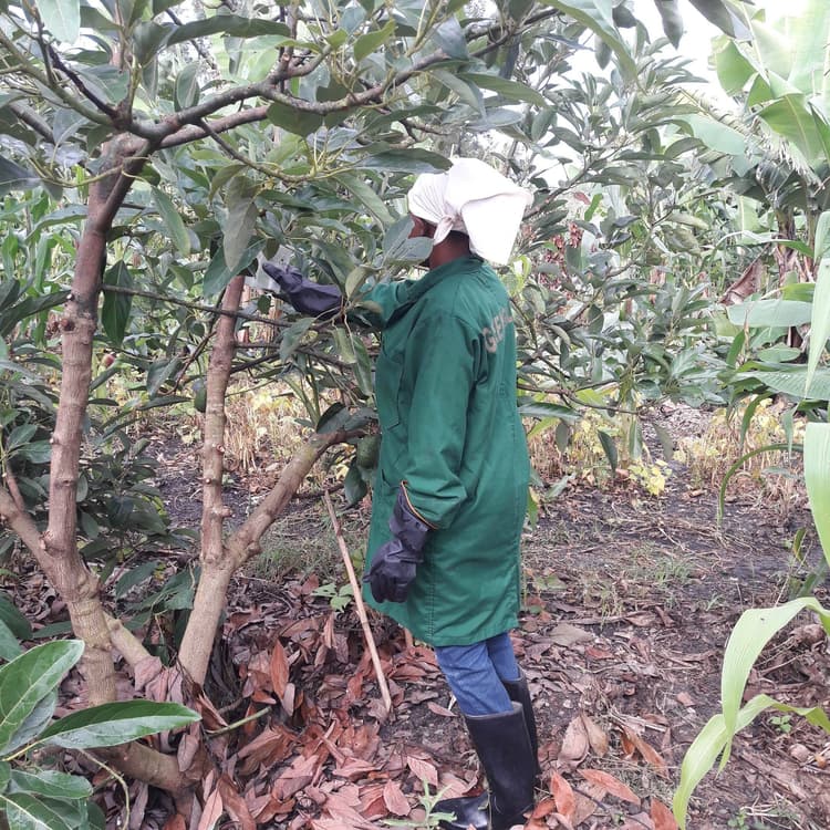 Farm Visit to checking progress of a farm and offering agronomical support