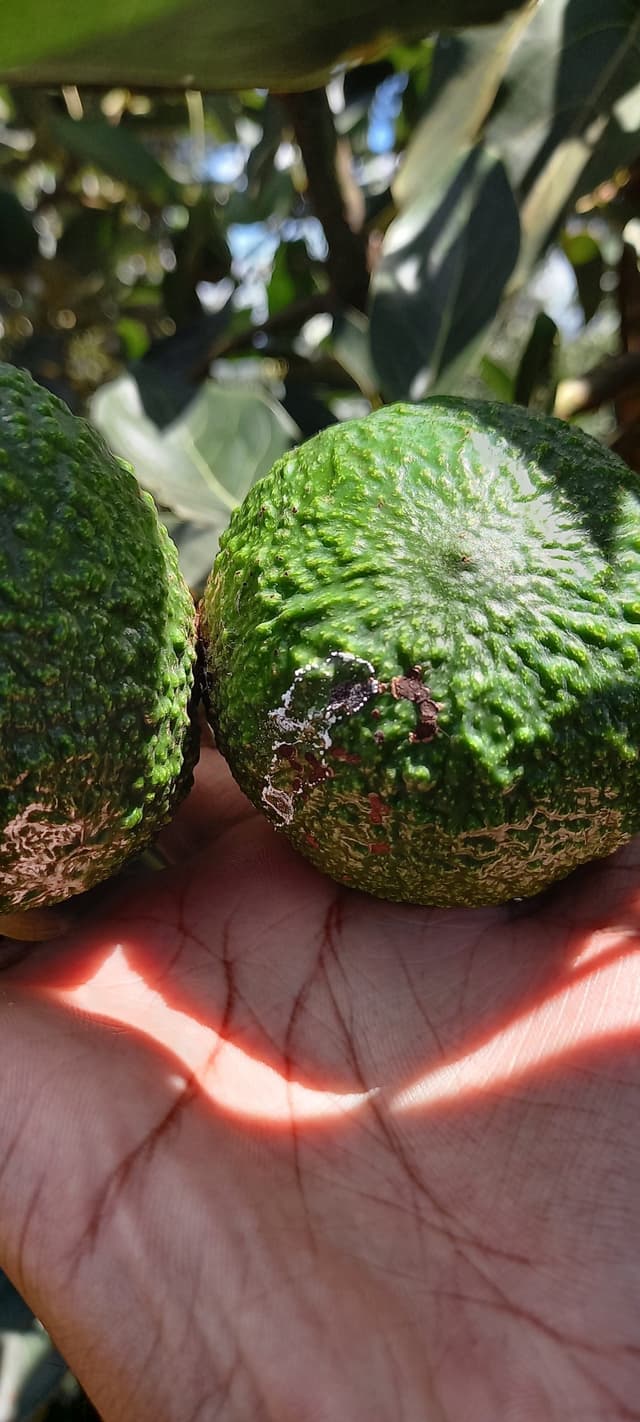 Fruit affected by False Codling Moth (FCM)