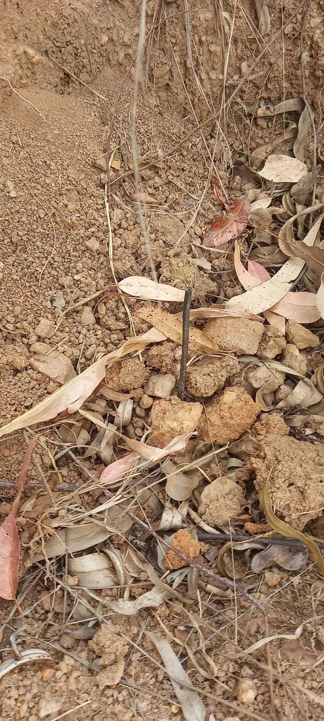 Dried-out seedling due to lack of water and hot temperatures